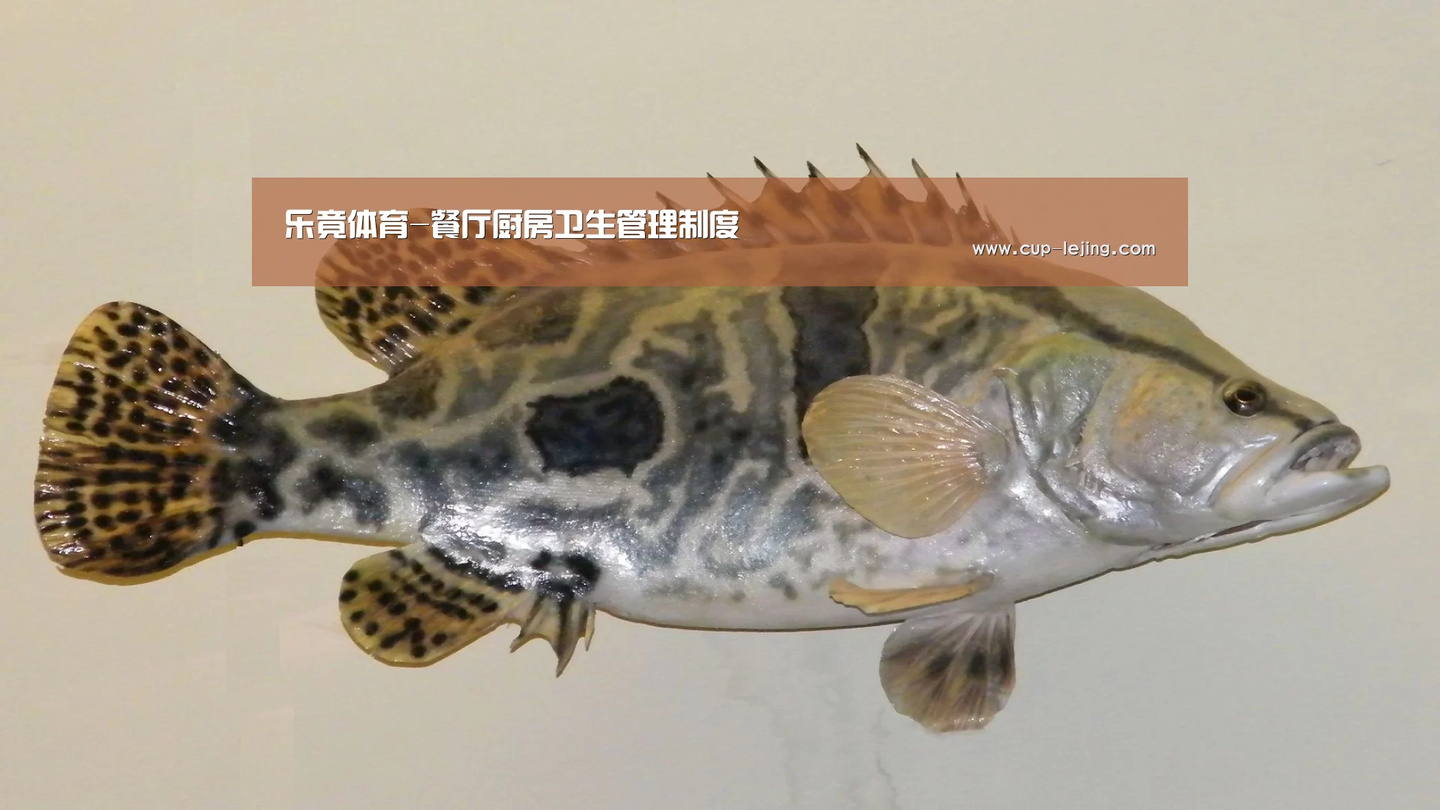 乐竟平台