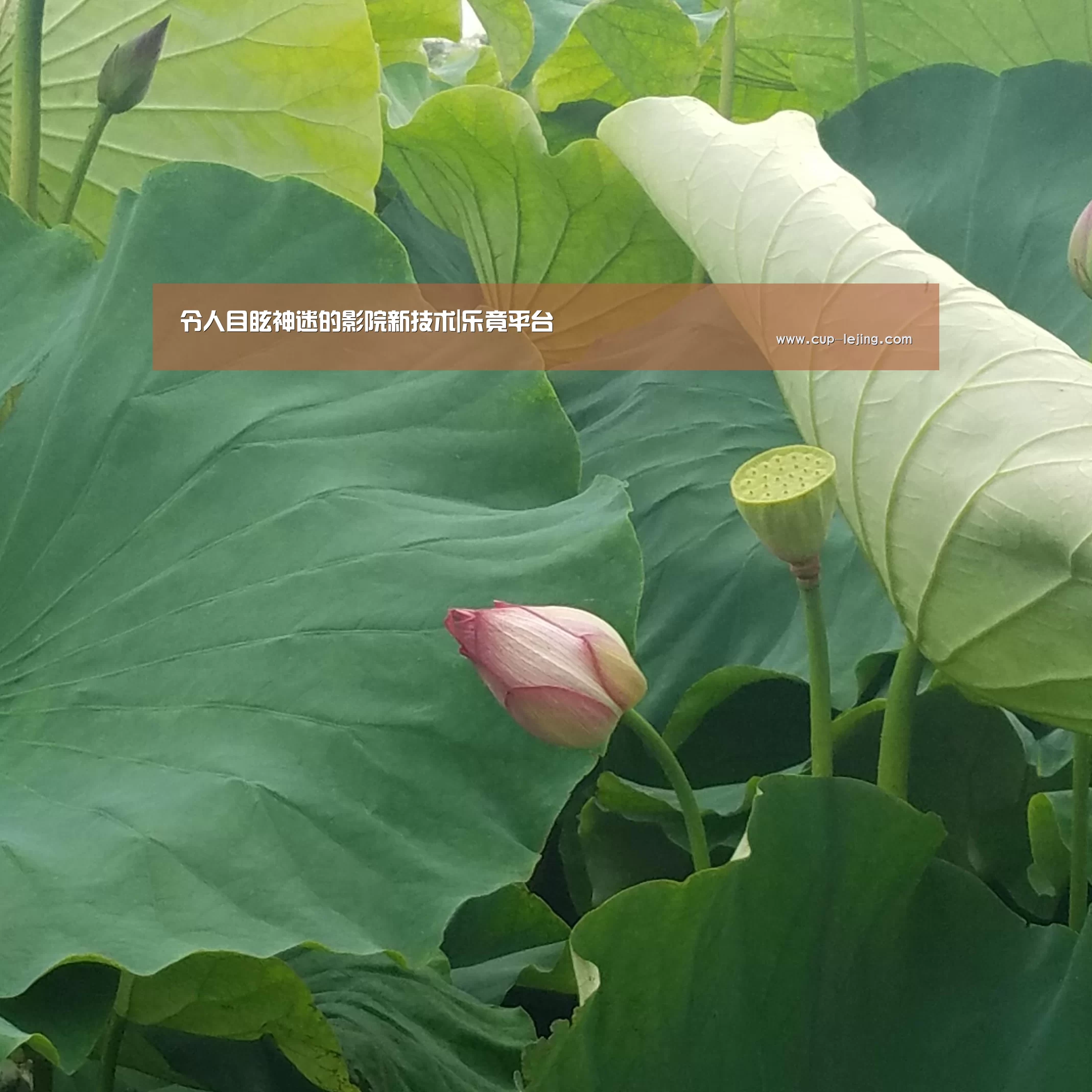 令人目眩神迷的影院新技术|乐竟平台(图2) 乐竟体育